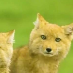 可可爱爱！六一限定版魔性解说动物世界