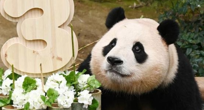 大熊猫“福宝”今日和公众见面
