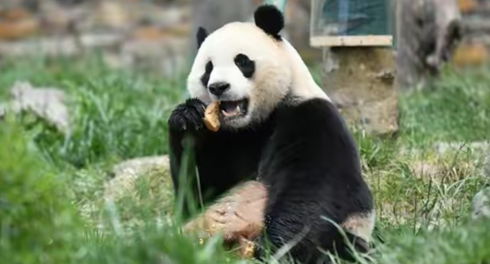 大熊猫“云川”“鑫宝”在美动物园适应良好 新闻链接：旅美大熊猫“云川”和“鑫宝”