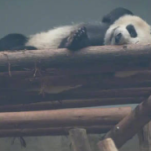 熊友们的上下铺