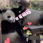 渝可渝爱吃笋笋也要列队形