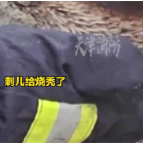 冬眠刺猬被烧消防员暖心营救