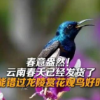春日美景和鸟儿超配的