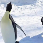 萌娃化身Q版企鹅混入企鹅队伍