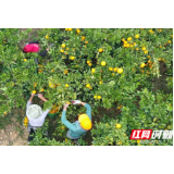 石门柑橘一路向“甜”③｜日子越过越“甜”