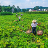 桃花源乡村振兴添活力：湖南鲜达农业发展有限公司被授予市级龙头企业称号