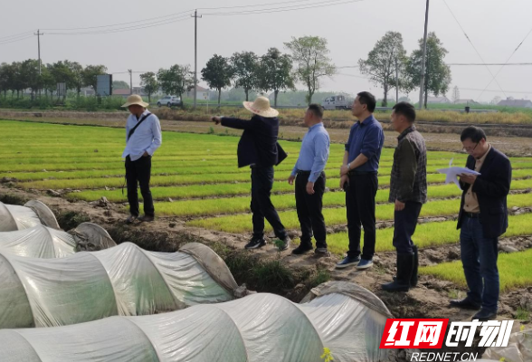 常德市督导组检查指导柳叶湖旅游度假区早稻集中育秧及春耕备耕工作