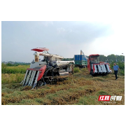 稻草换茅台？值！石门县点“秸”成金 探索秸秆综合利用新路径