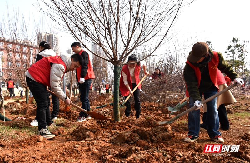 为响应“全民义务植树”的号召，共建美丽常德，3月7日上午，常德市园林绿化服务中心组织干部职工来到穿紫河北岸（婚庆产业园）开展义务植树造林活动。