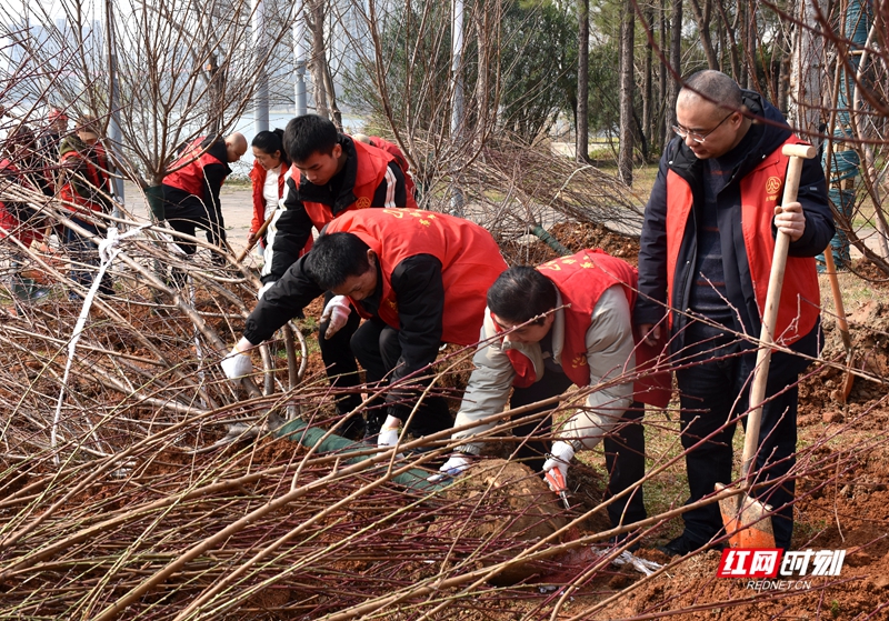 为响应“全民义务植树”的号召，共建美丽常德，3月7日上午，常德市园林绿化服务中心组织干部职工来到穿紫河北岸（婚庆产业园）开展义务植树造林活动。