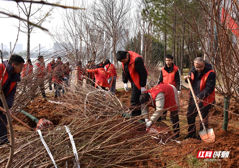为响应“全民义务植树”的号召，共建美丽常德，3月7日上午，常德市园林绿化服务中心组织干部职工来到穿紫河北岸（婚庆产业园）开展义务植树造林活动。