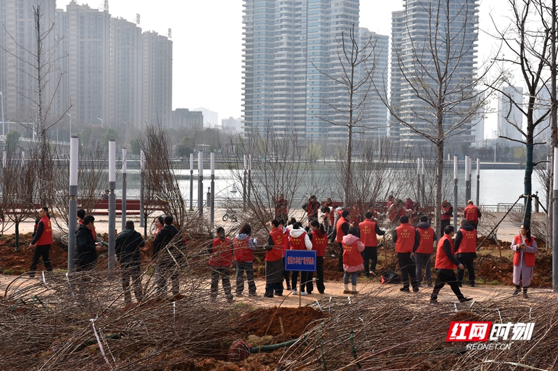 为响应“全民义务植树”的号召，共建美丽常德，3月7日上午，常德市园林绿化服务中心组织干部职工来到穿紫河北岸（婚庆产业园）开展义务植树造林活动。