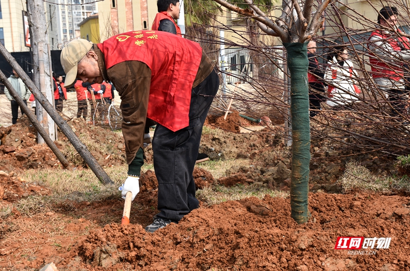 为响应“全民义务植树”的号召，共建美丽常德，3月7日上午，常德市园林绿化服务中心组织干部职工来到穿紫河北岸（婚庆产业园）开展义务植树造林活动。