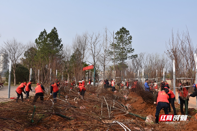 为响应“全民义务植树”的号召，共建美丽常德，3月7日上午，常德市园林绿化服务中心组织干部职工来到穿紫河北岸（婚庆产业园）开展义务植树造林活动。