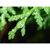 清明节的楹联文化