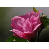 木槿花开