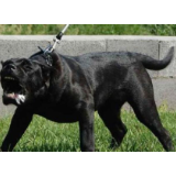 禁养烈性犬大型犬刻不容缓