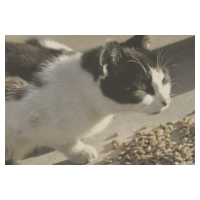 投喂流浪猫，并不是真正的“善举”