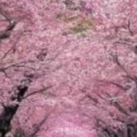 “摧花”陋习不改，如何走向旅游文明？