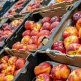 南非果商积极备货向中国出口优质核果