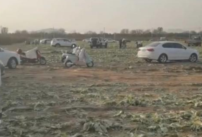 一则谣言毁了近200亩白菜，损失逾百万！责任谁担？