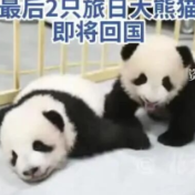 日本，马上要没有大熊猫了
