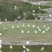 央媒看湖南丨蓝山:爱心让候鸟“出行安然”