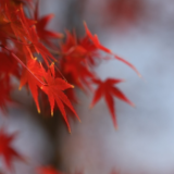 大美红图丨湘枫正红 银杏亮黄