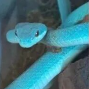 “盖瑞”同款蛇上架网购平台？紧急提醒