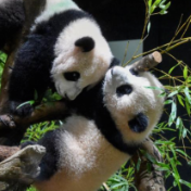 旅日大熊猫“晓晓”“蕾蕾”，明年1月回国！
