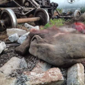 印度一列车撞上象群脱轨并致死多头野象