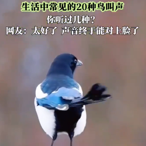 湖南林业：啾啾啾~笃笃笃~布谷布谷~20种鸟语暗号，你听过几种？