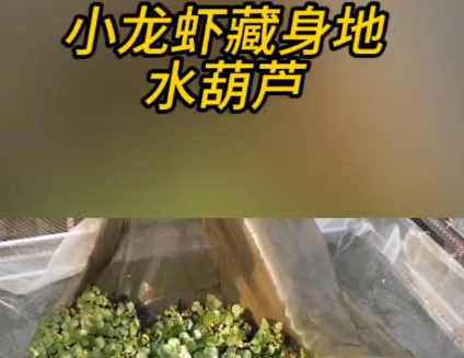 南县种虾记｜水葫芦成了虾界葫芦娃