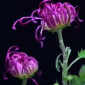 好运连连，延时摄影看花朵双双绽放