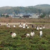 知行合一进乡村 群策群力助振兴 芙蓉区2024年青训营赴龙山县开展“三进三同”活动