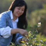 视频丨四季有茶事 蓝山茶花变花茶 