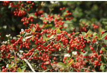 视频丨回忆里的小果子 初冬又红了