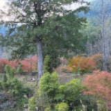 视频丨初冬把蓝山染成了五彩斑斓