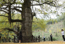 “千年银杏王”冬日身披“黄金甲” 