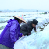 视频丨蓝山万亩香芋穿冬衣