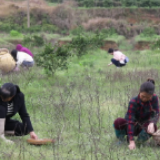 春日宴丨借清明之叶 让清香四溢