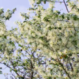 清明踏青处丨驱车至山野 檵木花自开