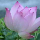 蓝山莲花开了，正等你来……