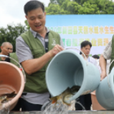视频丨三百万小鱼苗从此守护新田碧水