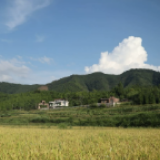 丰年望丨田野茫茫 听风吹稻浪