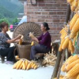 视频丨小竹篓吊脚楼 蓝山瑶胞又“晒秋”