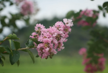 画里湖湘丨百花去了 紫薇来了