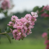 视频丨百花去了 紫薇来了