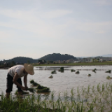 画里湖湘丨碧水蓝天 白鹭与新田共“双抢”