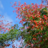 画里湖湘丨绿野云白 天蓝花红绘绝景